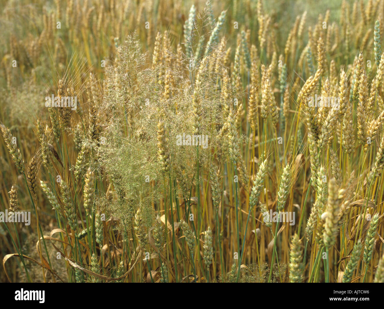 Silky bent grass Apera spica venti seeding in ripe wheat crop France Stock Photo