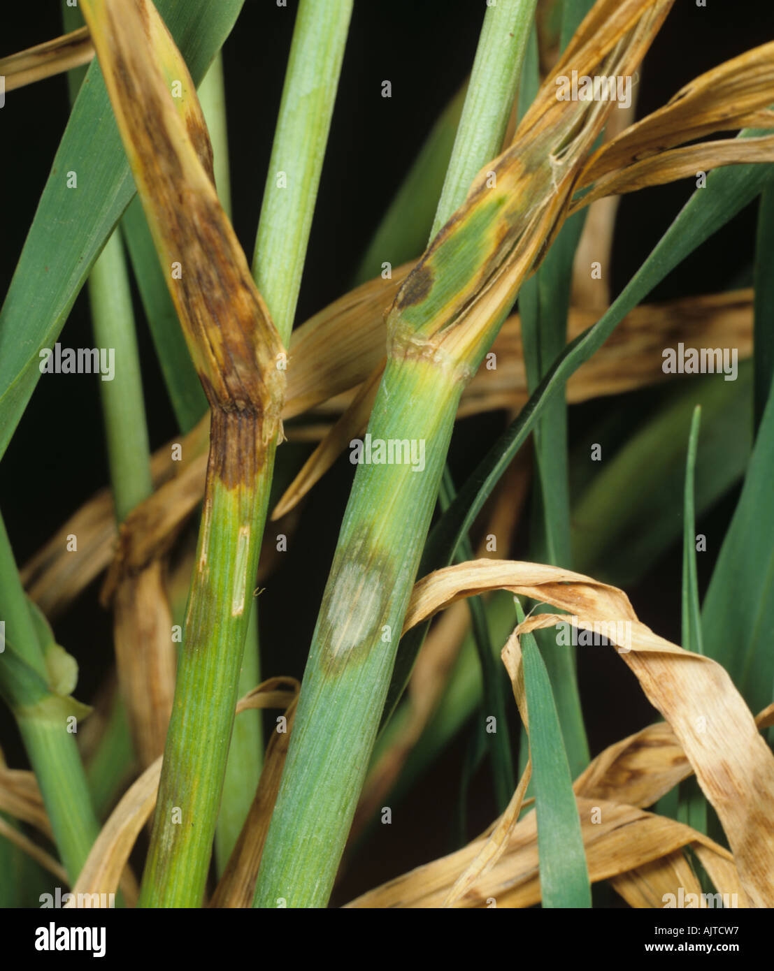 Old early lesions of barley leaf blotch Rhynchosporium secalis on barley leaves and sheath Stock Photo