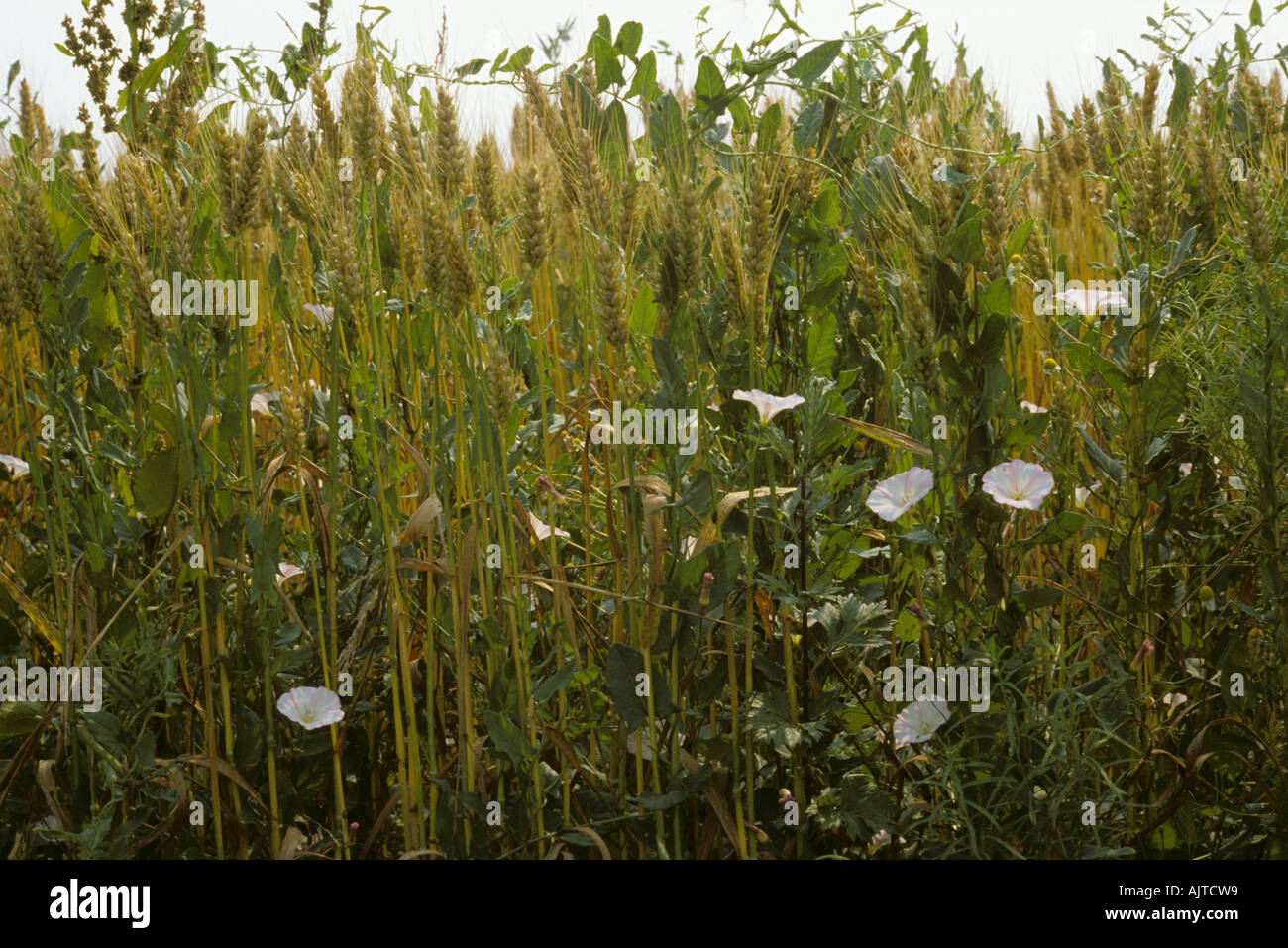 Field bindweed Convolvulus arvensis weeds climbing through bearded wheat crop in ear Stock Photo