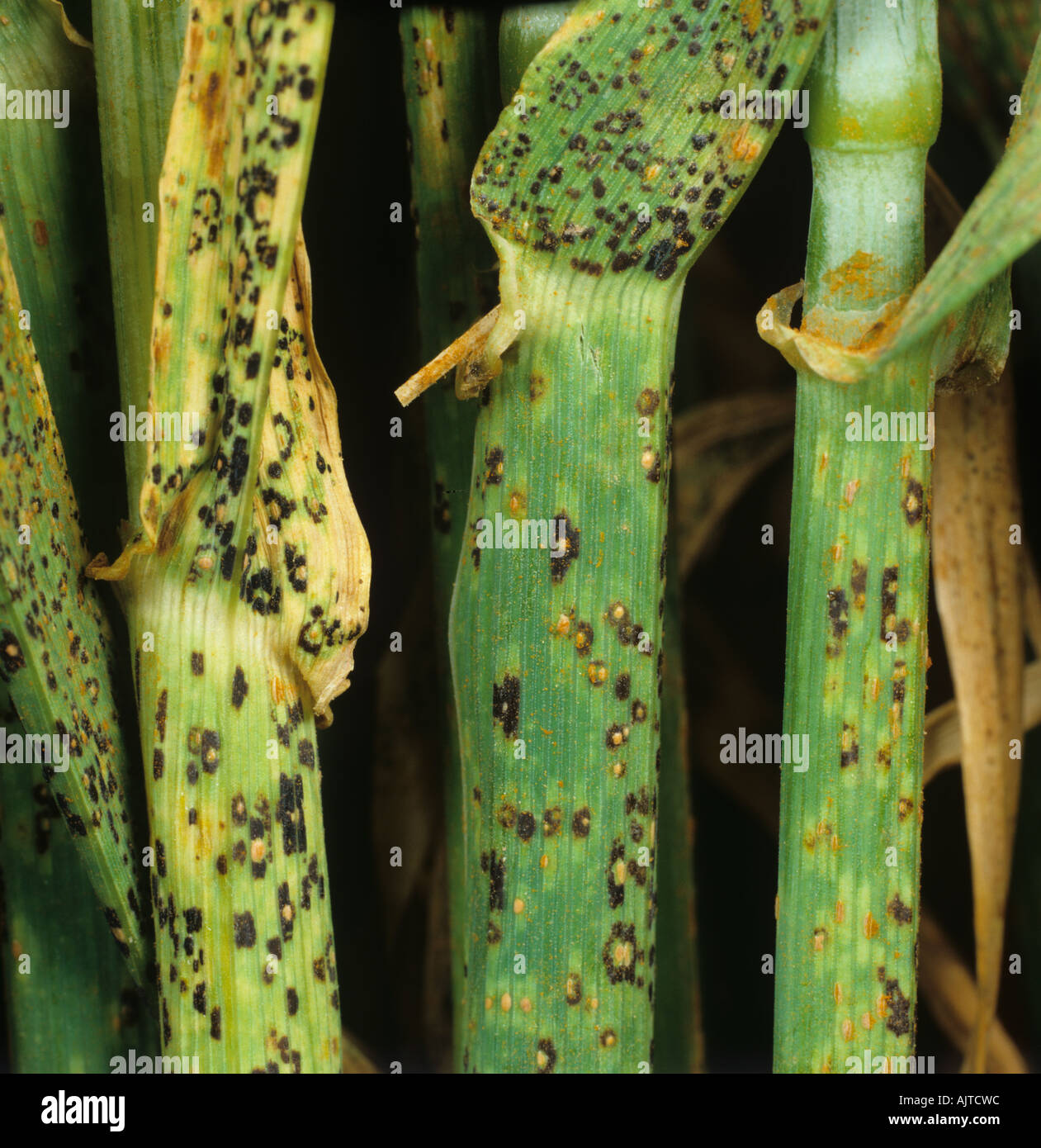 Brown rust Puccinia hordei teliospore black and uredospore pustules on barley stem Stock Photo