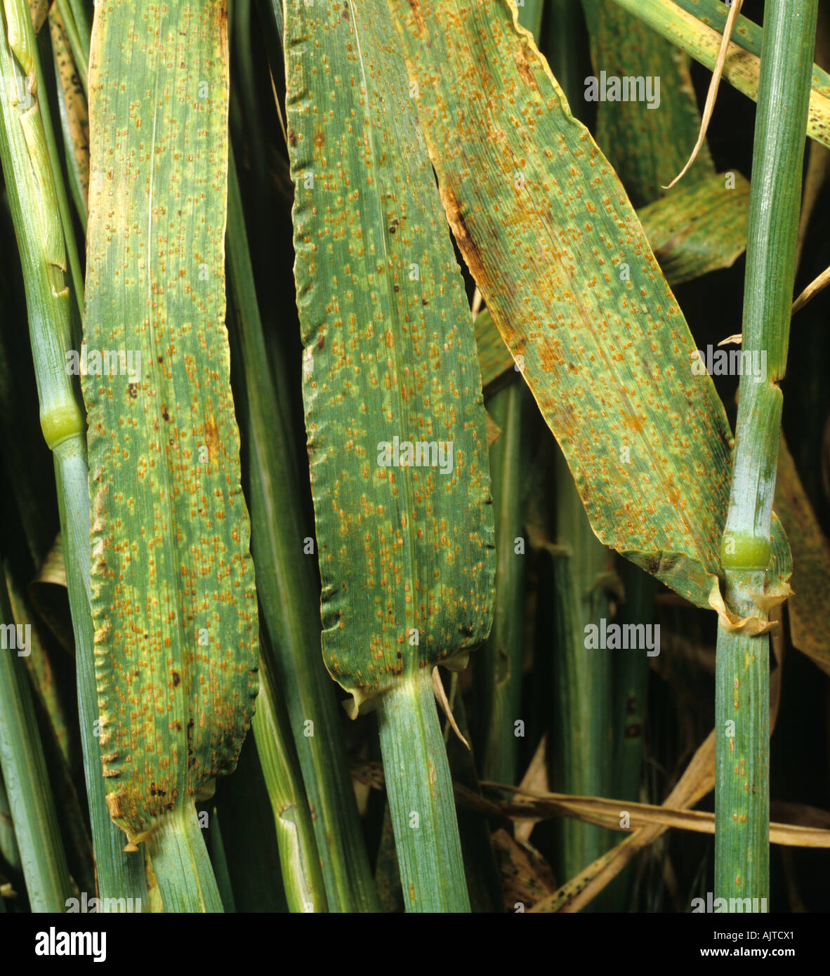 Brown rust Puccinia hordei infected barley leaves from crop in ear Stock Photo