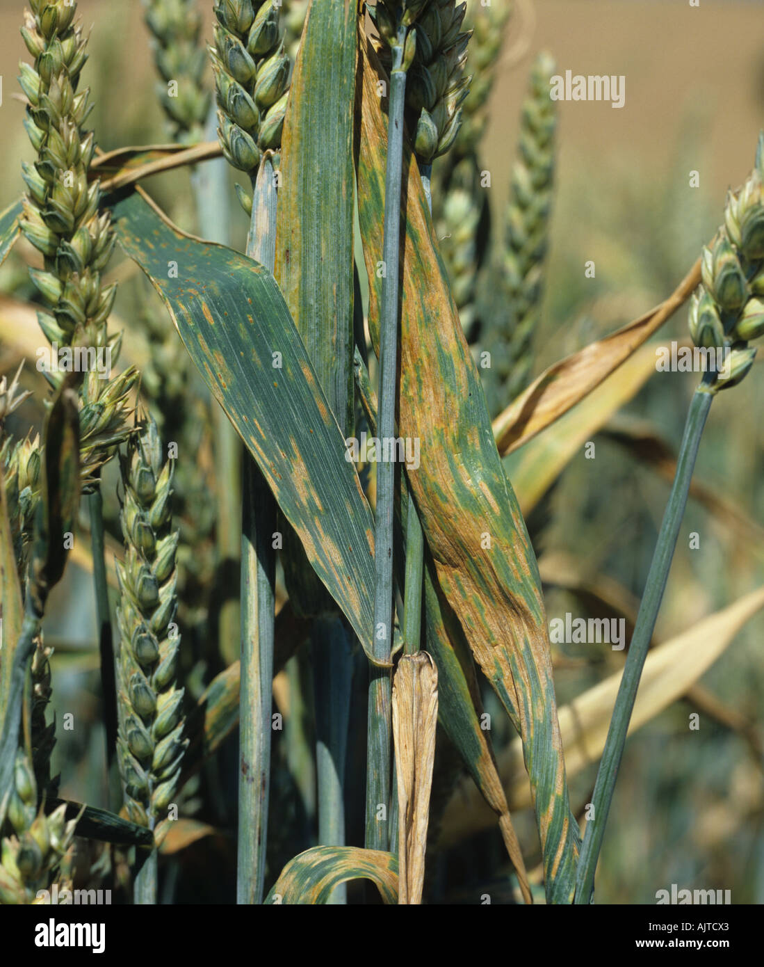 Septoria leaf spot Zymoeptoria tritici lesions on wheat flagleaves Stock Photo