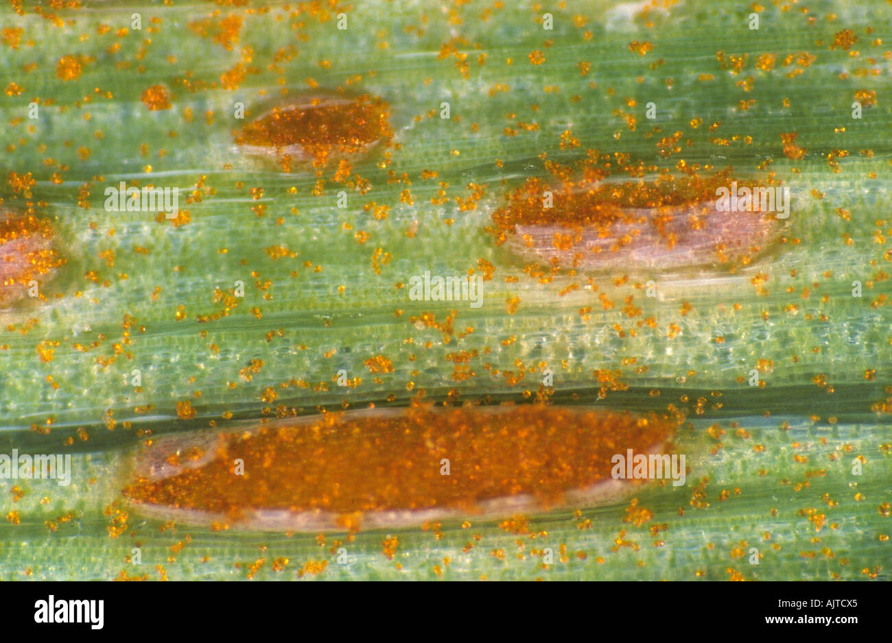 Brown rust Puccinia hordei pustules on barley leaf Stock Photo