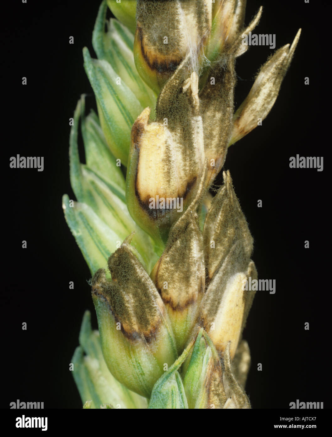 Grey mould Botrytis cinerea sooty mould Cladosporium infection on wheat ear Stock Photo