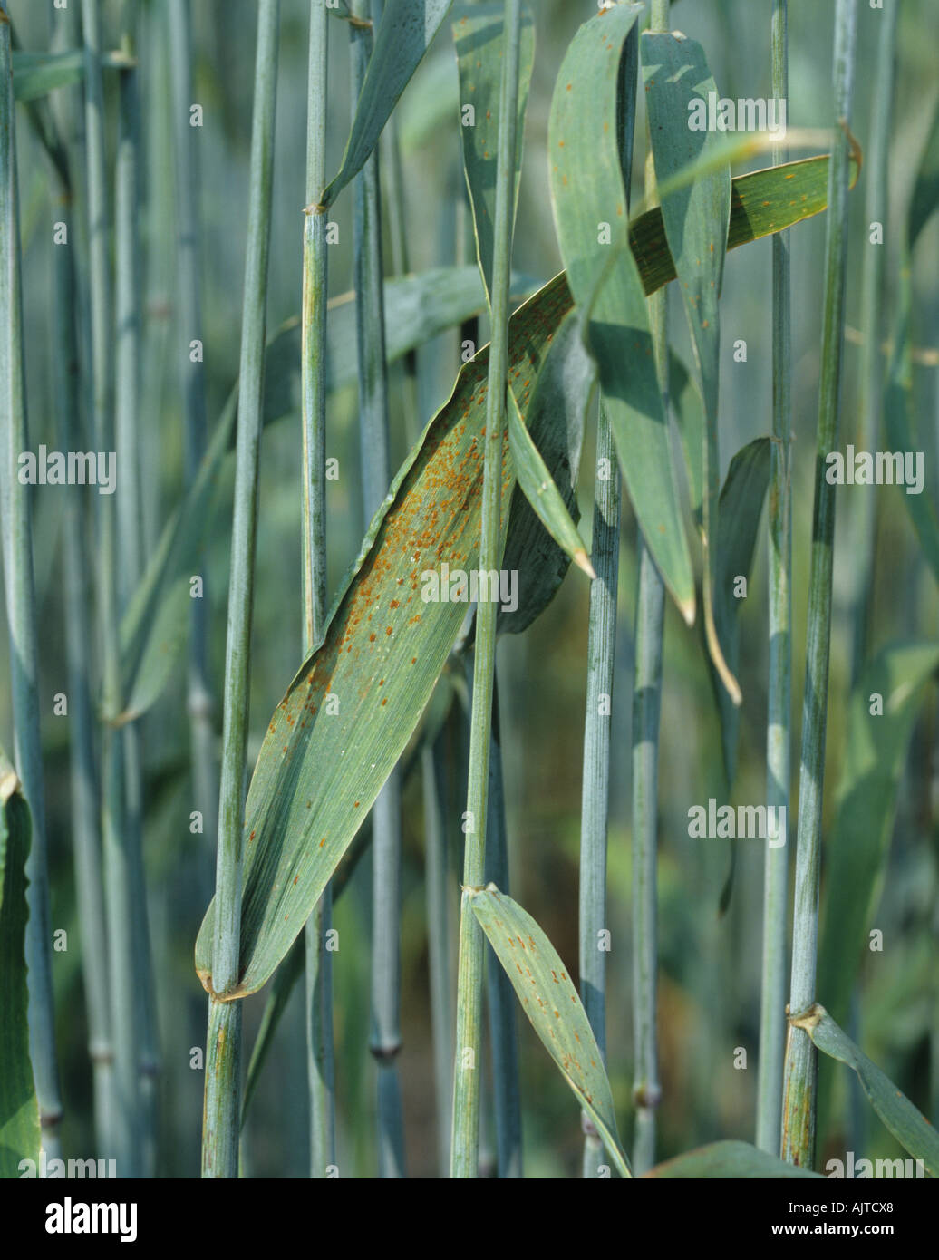 Brown rust Puccinia recondita f sp secale on rye leaf Stock Photo