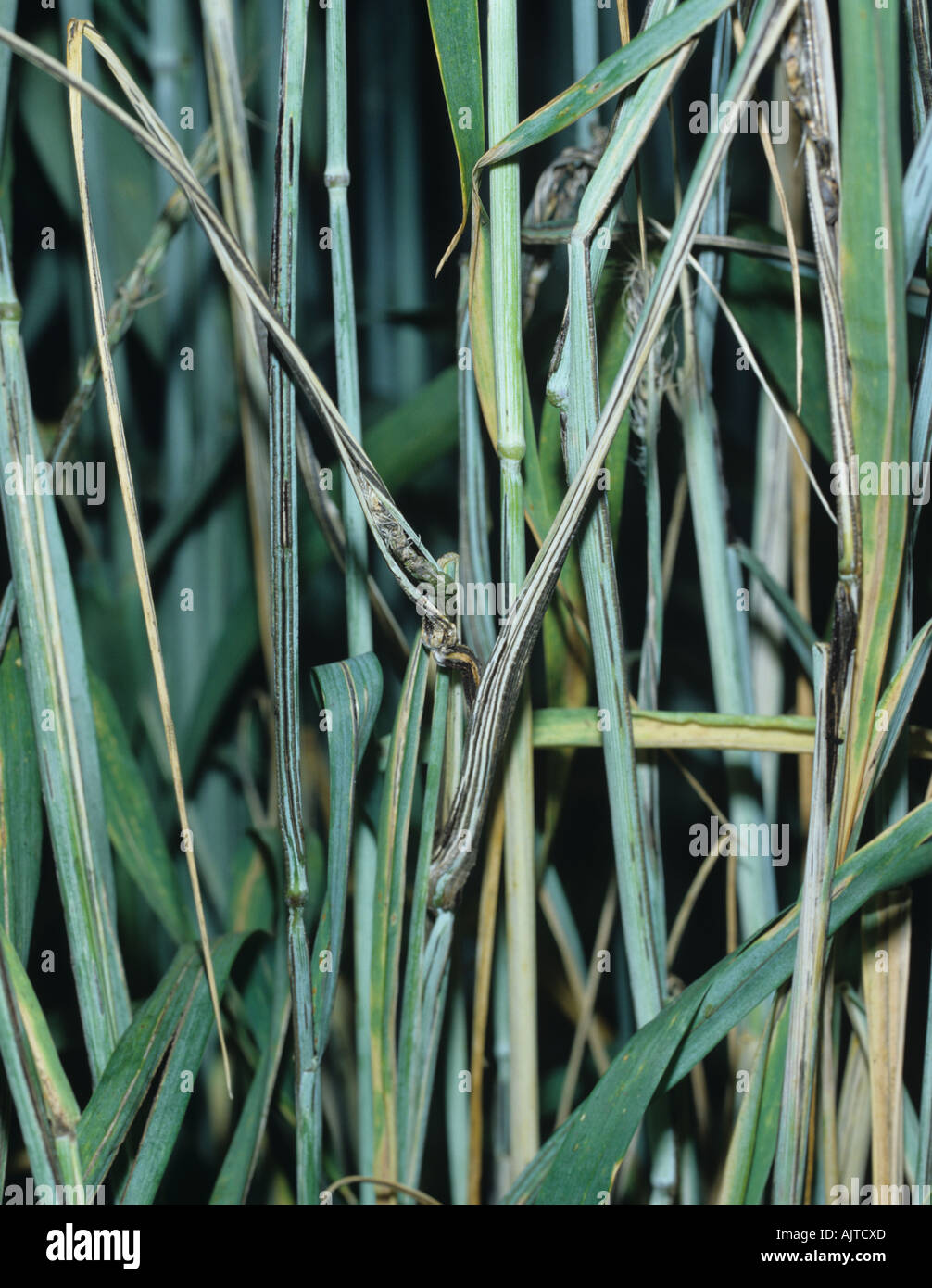 Stem stalk or striped smut Urocystis occultata on rye flagleaves trapped ears Stock Photo