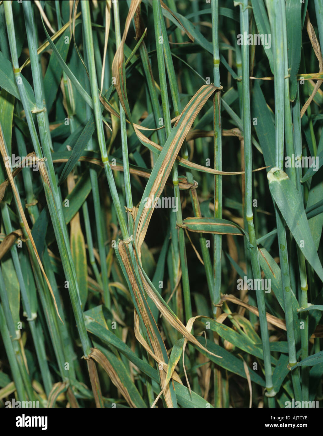 Barley leaf stripe Pyrenophora graminea lesions on barley plants in ear Stock Photo