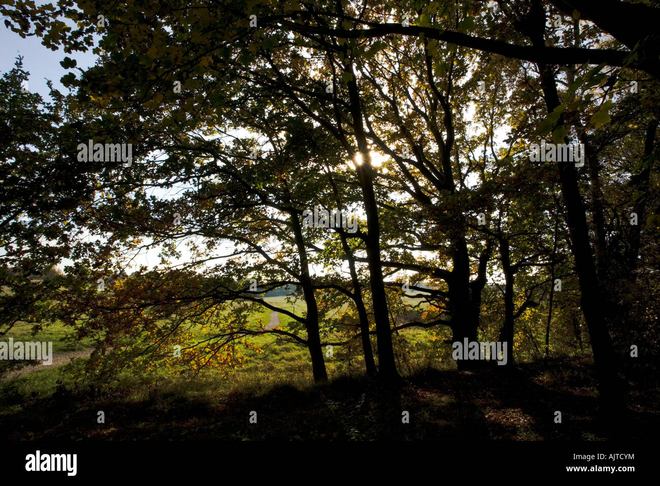 Tree Against Sunlight Silhouette of trees against strong sunlight Stock Photo - Alamy