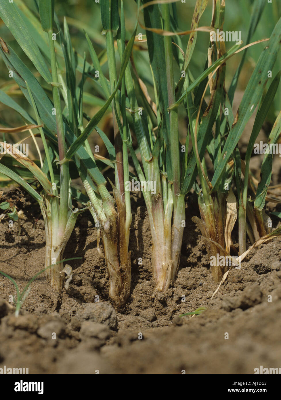 Common root rot Cochliobolus sativus browning at the bases of young barley plants Stock Photo