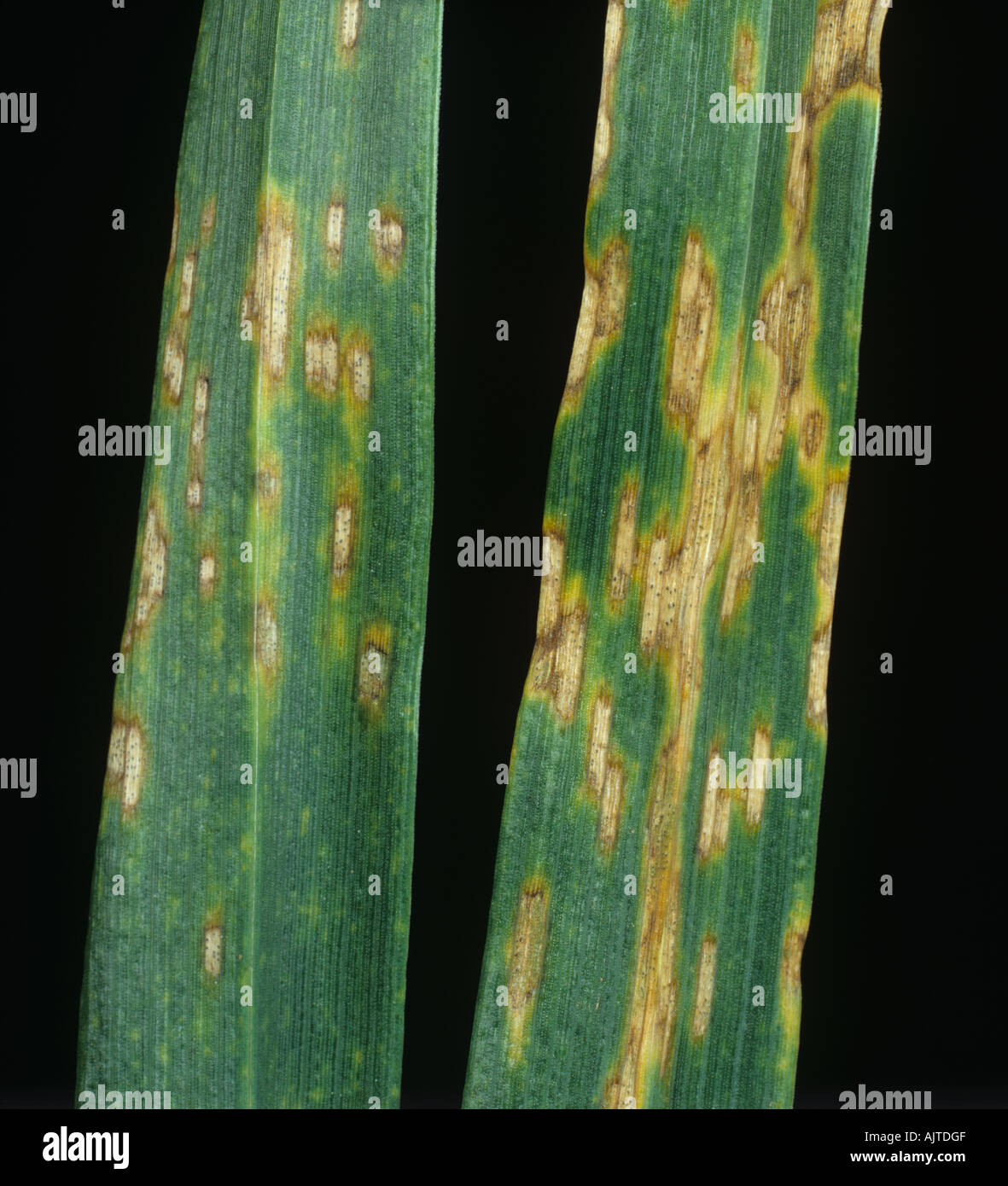 Septoria leaf spot Zymoeptoria tritici lesions on wheat leaves Stock Photo