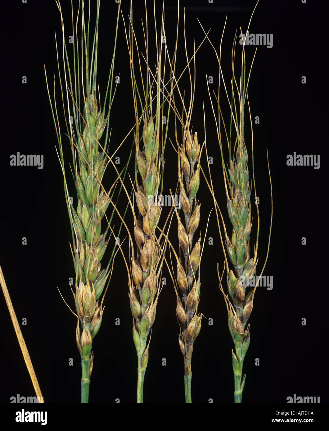 Glume blotch (Phaeosphaeria nodorum) lesions on ears of bearded awned wheat Stock Photo