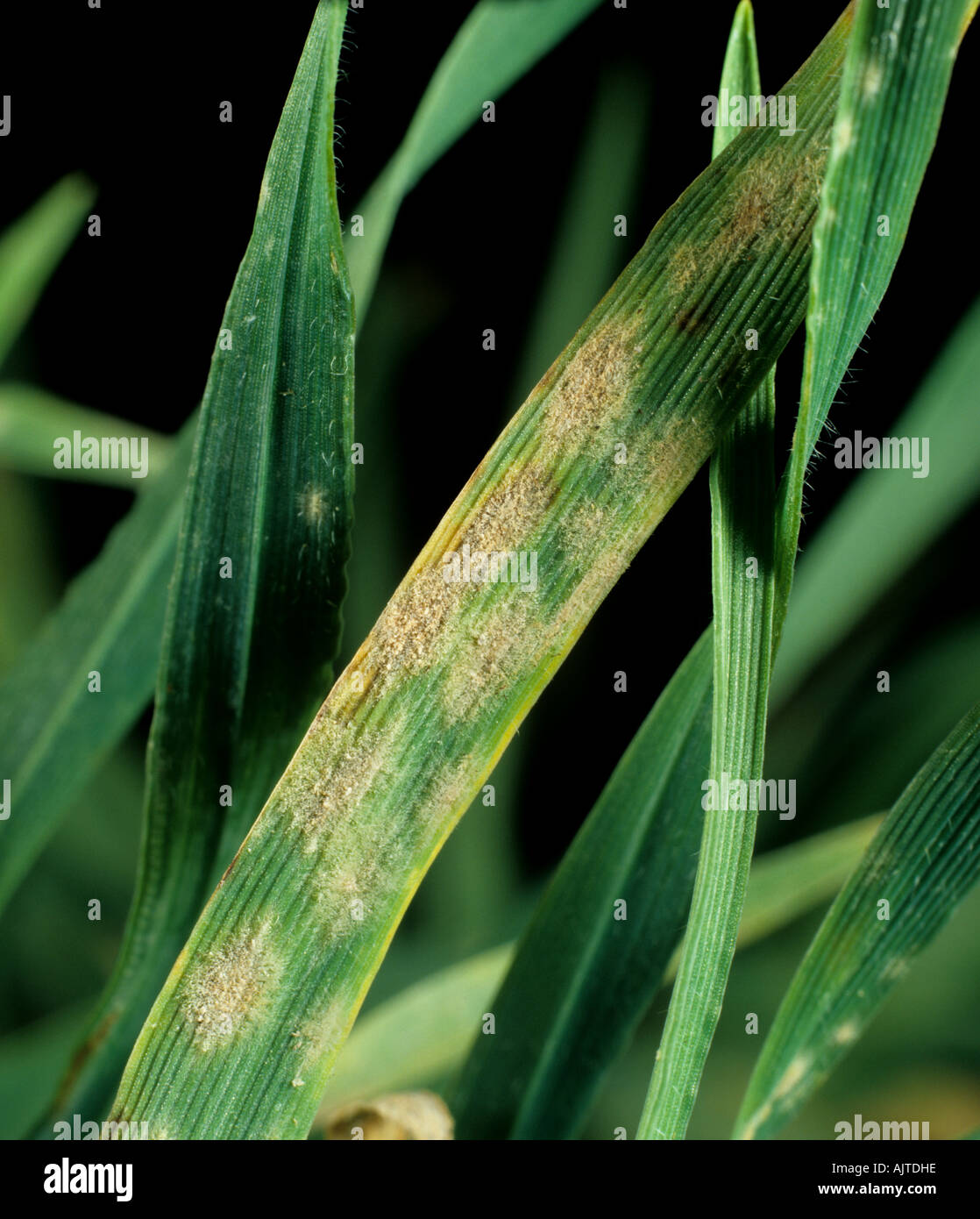Powdery mildew (Blumeria graminis f.sp. hordei) disease pustules on young barley plant leaf Stock Photo