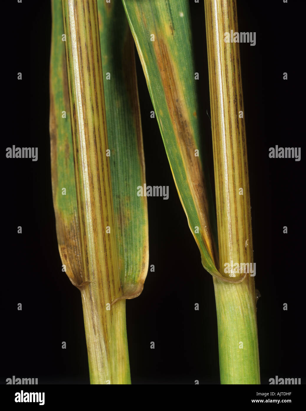Stripe symptoms Cephalosporium leaf stripe Cephalosporium gramineum on bearded wheat stems Stock Photo