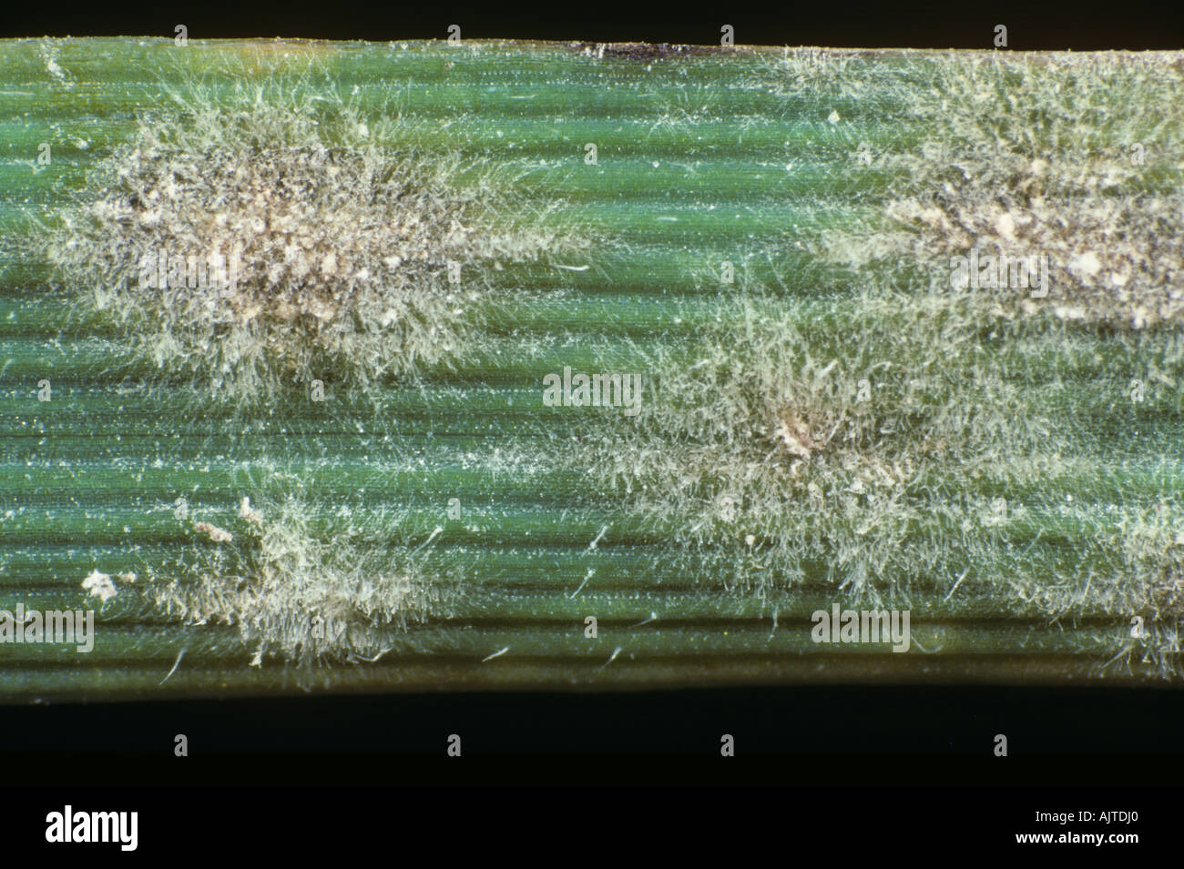 Powdery mildew (Blumeria graminis f.sp. hordei) pustules on barley leaf surface Stock Photo