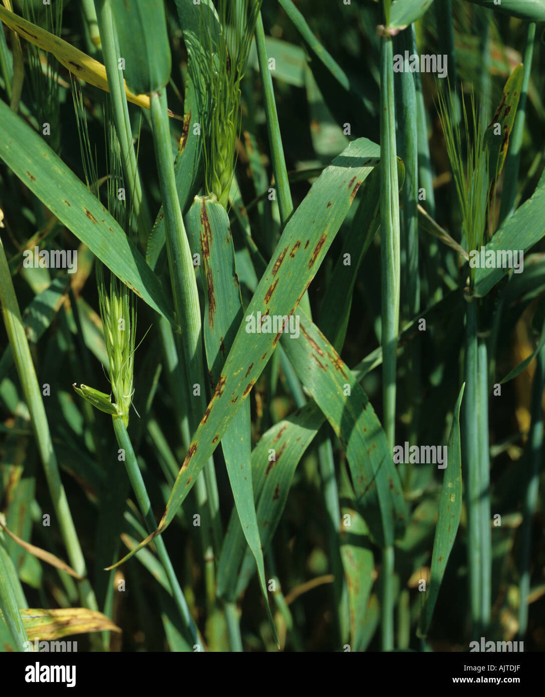 Net blotch Pyrenophora teres f sp teres lesions on barley flagleaves Stock Photo