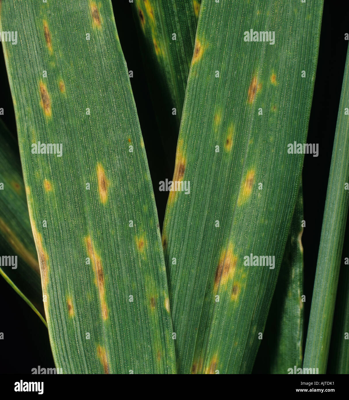 Tan spot Pyrenophora tritici repentis lesions on a wheat leaf Stock Photo