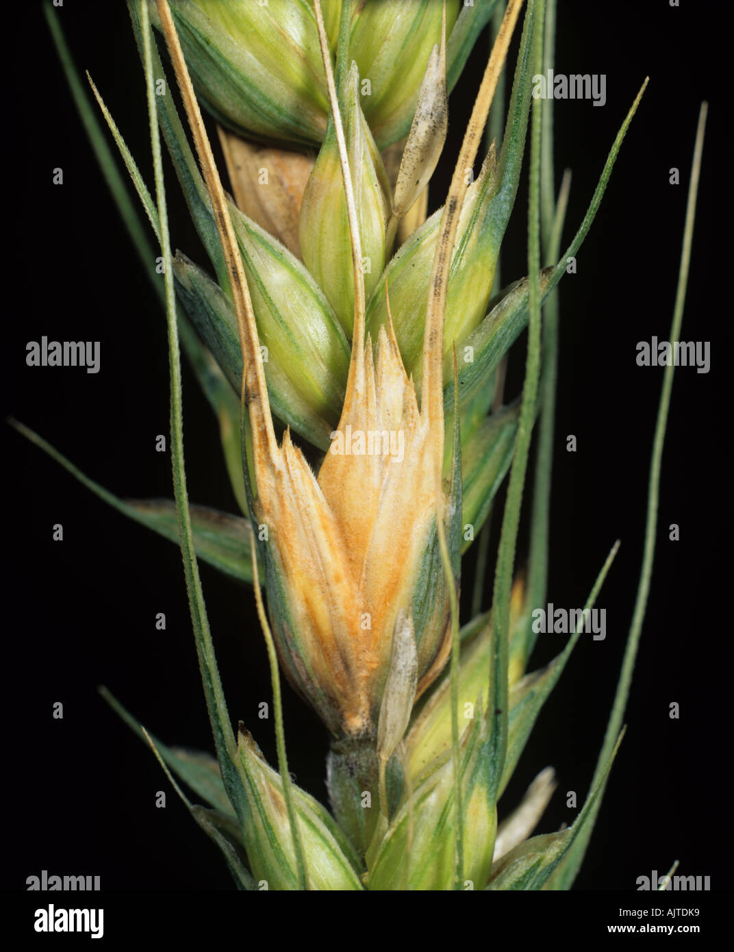 Head scab or ear blight Fusarium sp infected grain on bearded wheat ear Stock Photo