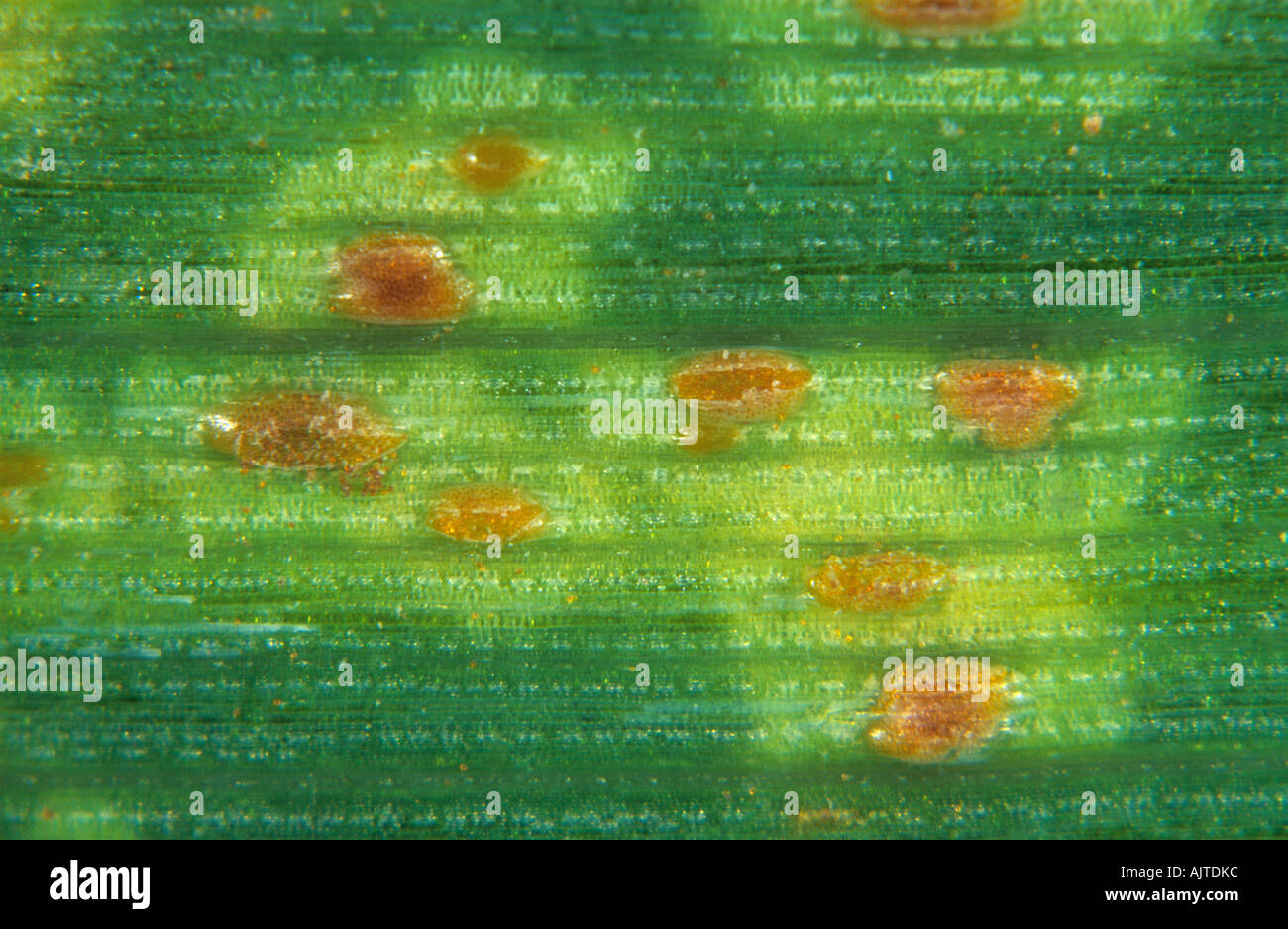 Brown rust Puccinia hordei pustules on a barley leaf Stock Photo