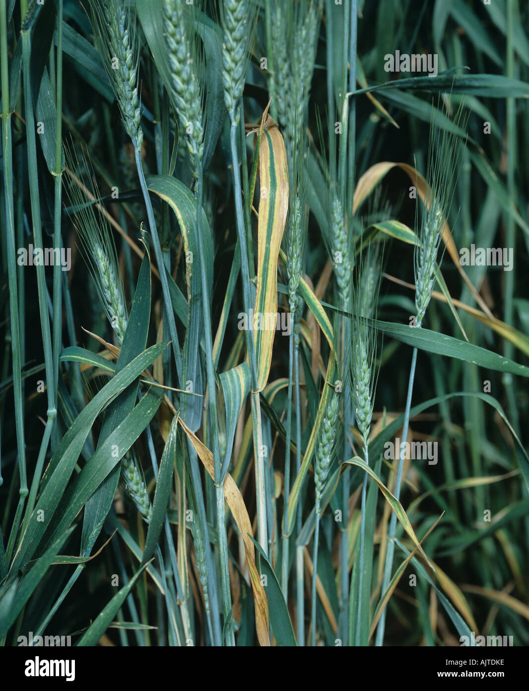 Wheat leaf stripe Cephalosporium gramineum on flagleaves of bearded awned wheat in ear Stock Photo