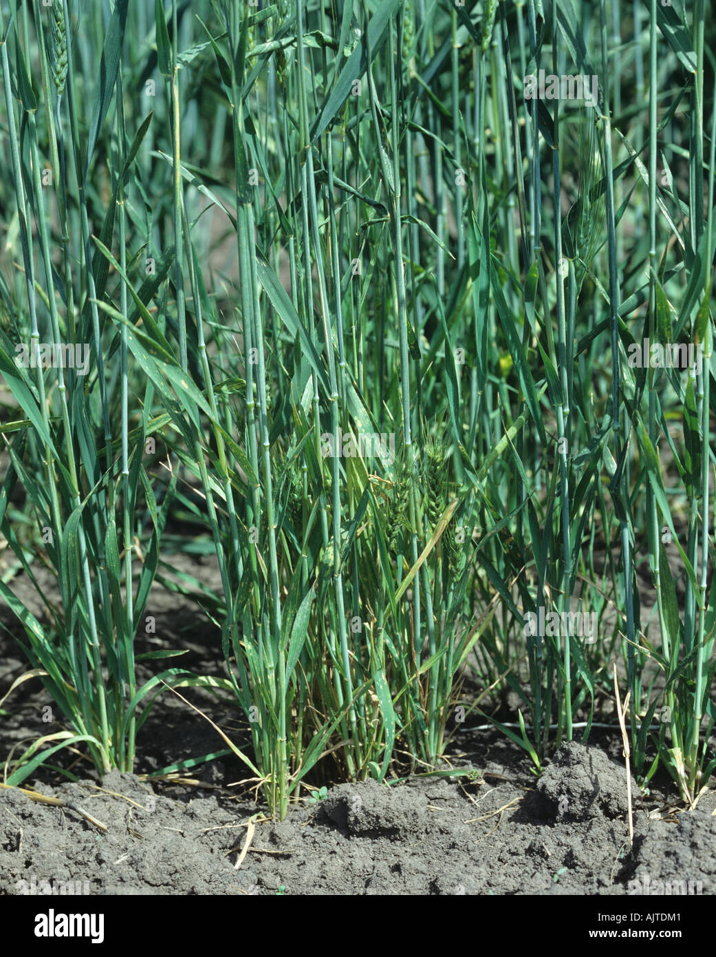 Dwarf bunt (Tilletia controversa) stunted plants in a wheat crop, Montana, USA Stock Photo