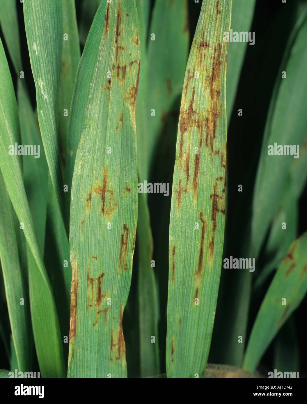 Net blotch Pyrenophora teres f sp teres lesions on barley cotyledons Stock Photo