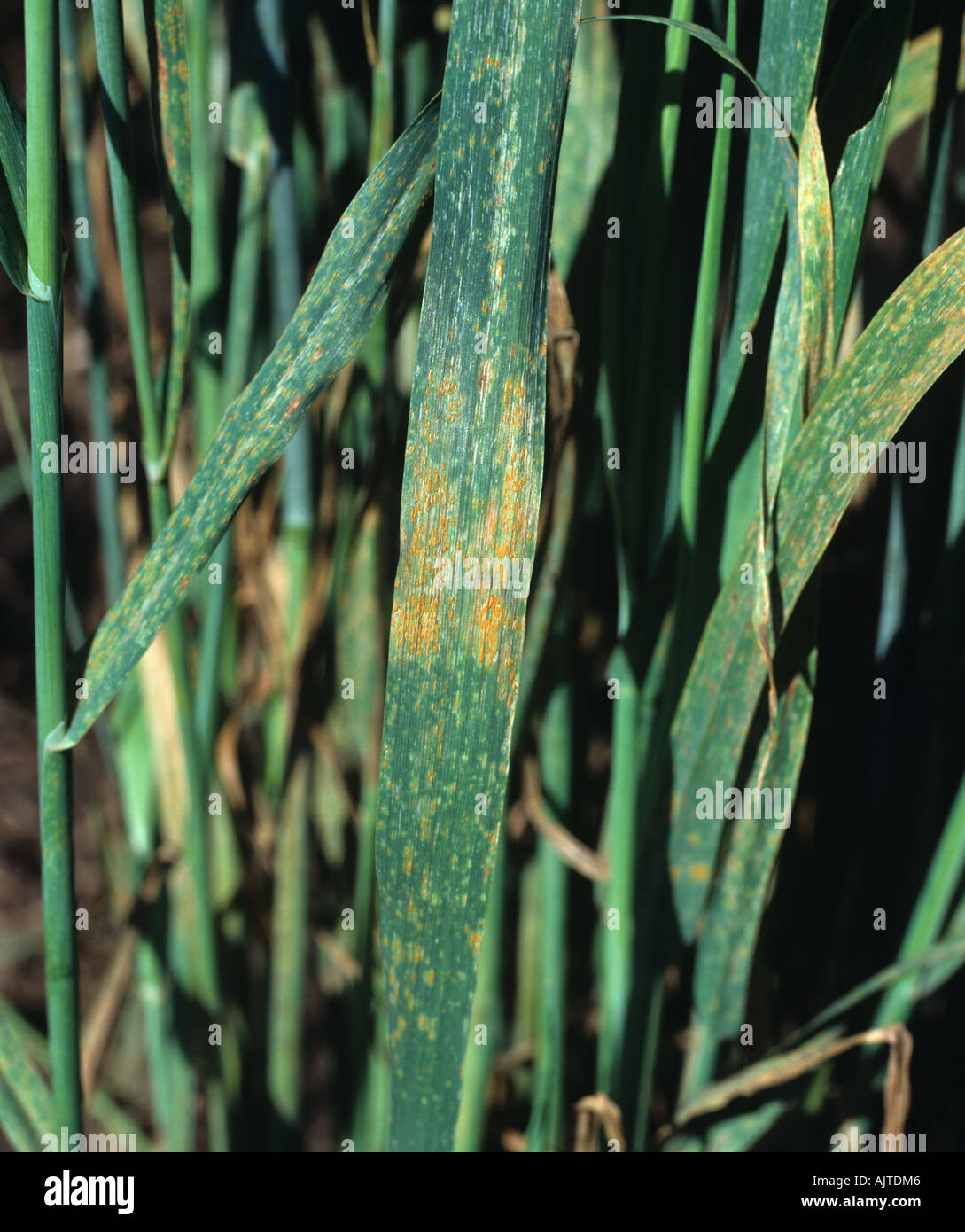 Crown rust Puccinia coronata infection on oats crop Stock Photo