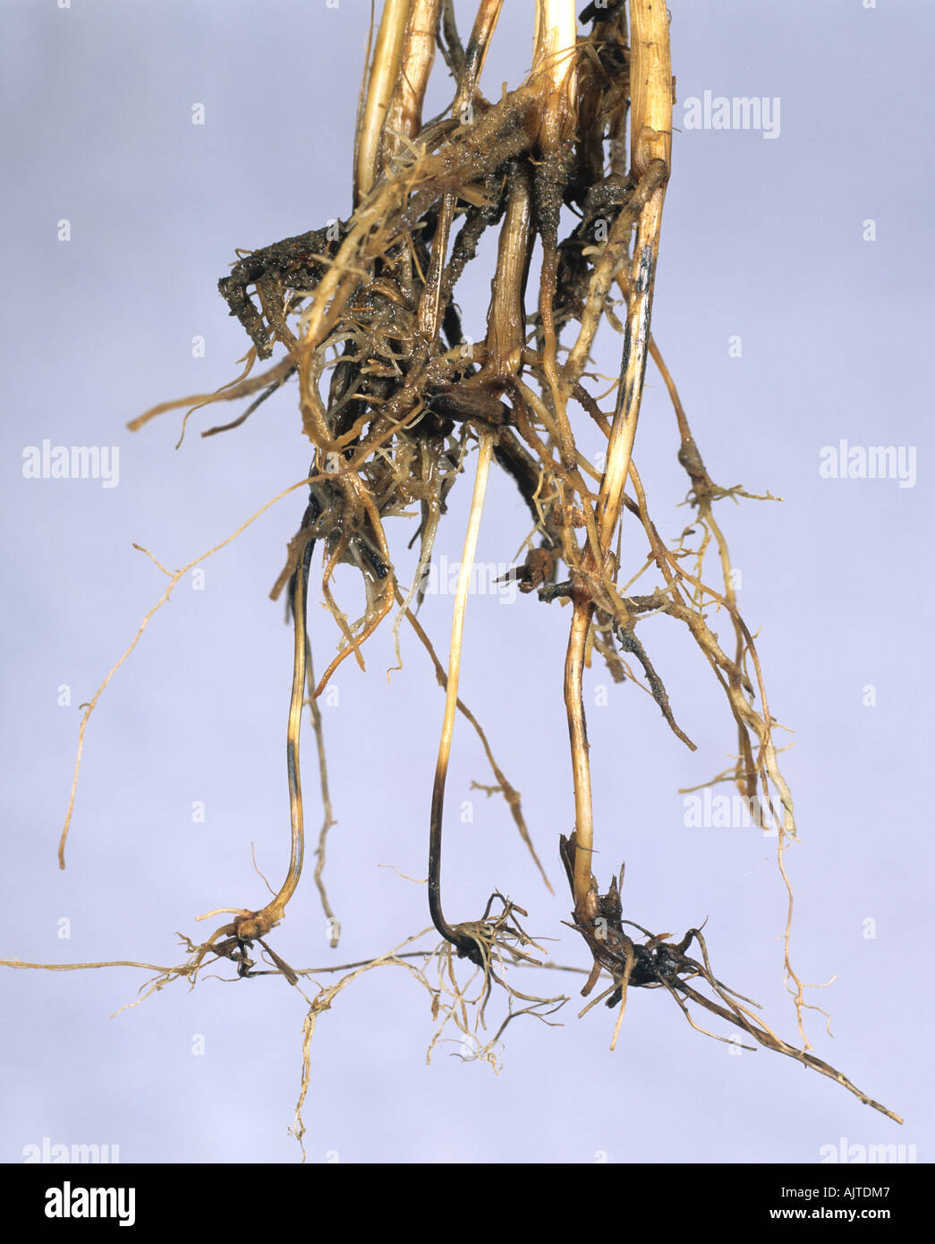 Common root rot Cochliobolus sativus discolouration of wheat sub crown internode Stock Photo