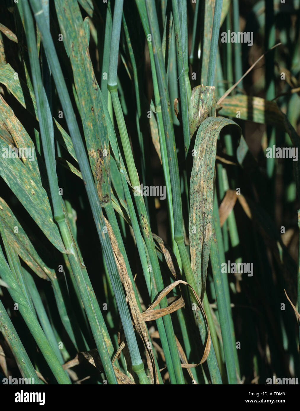 Crown rust Puccinia coronata at teliospore pustule stage on oats leaves Stock Photo