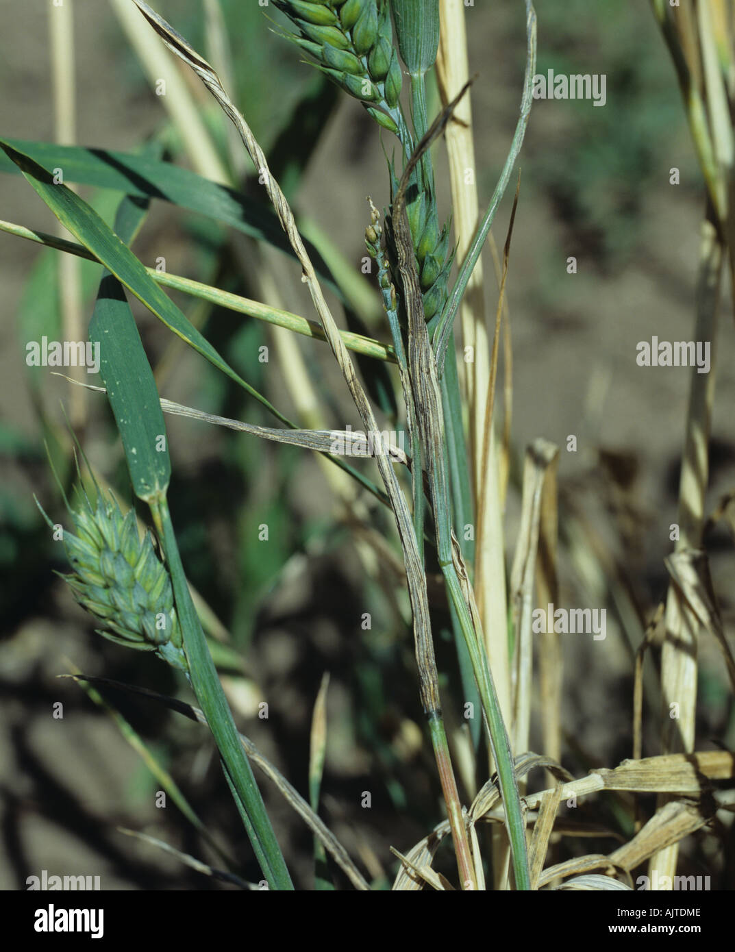 Flag smut Urocystis agropyri on flagleaf stems of senescing bearded wheat crop Stock Photo