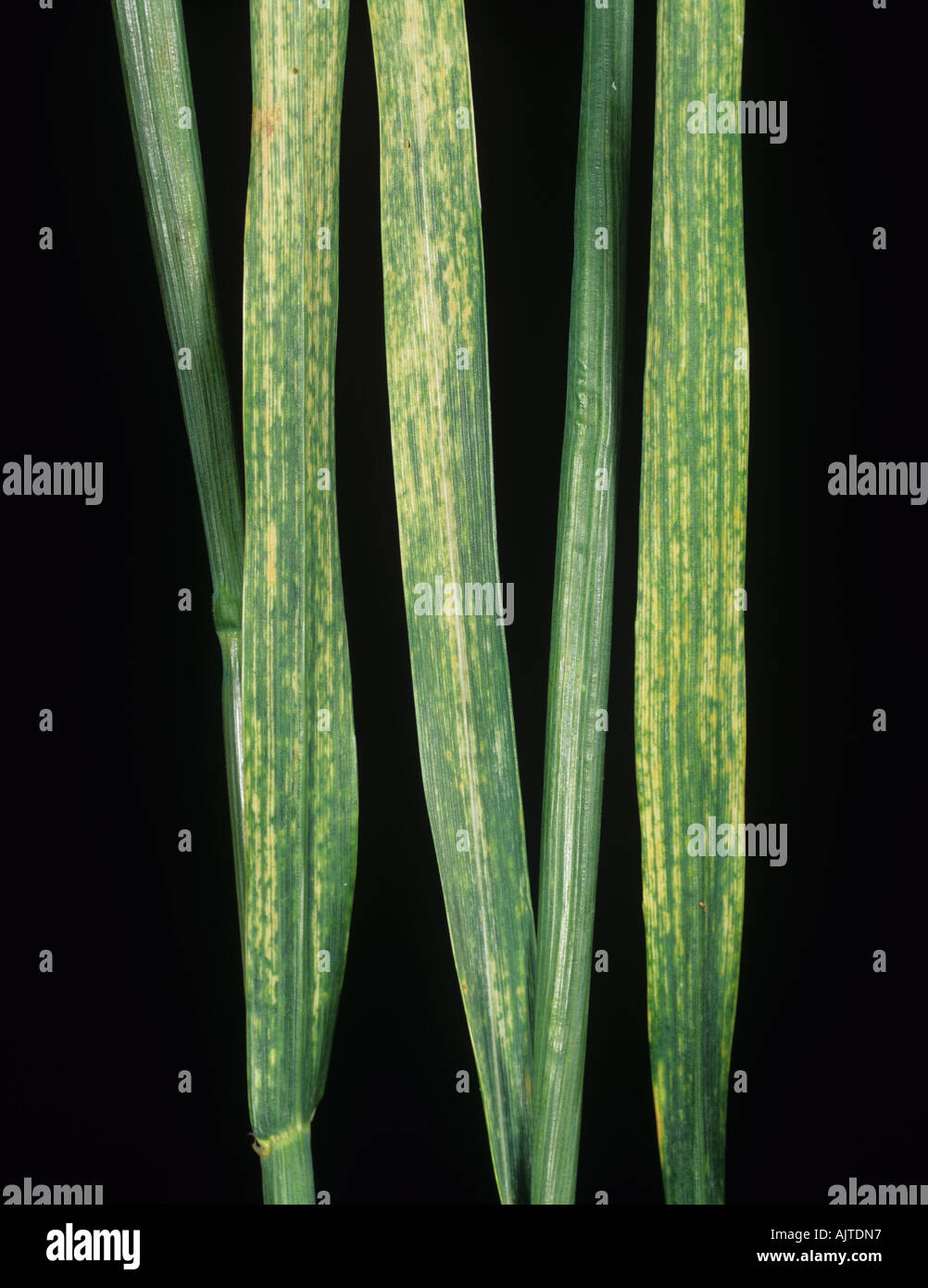 Wheat mosaic virus hi-res stock photography and images - Alamy