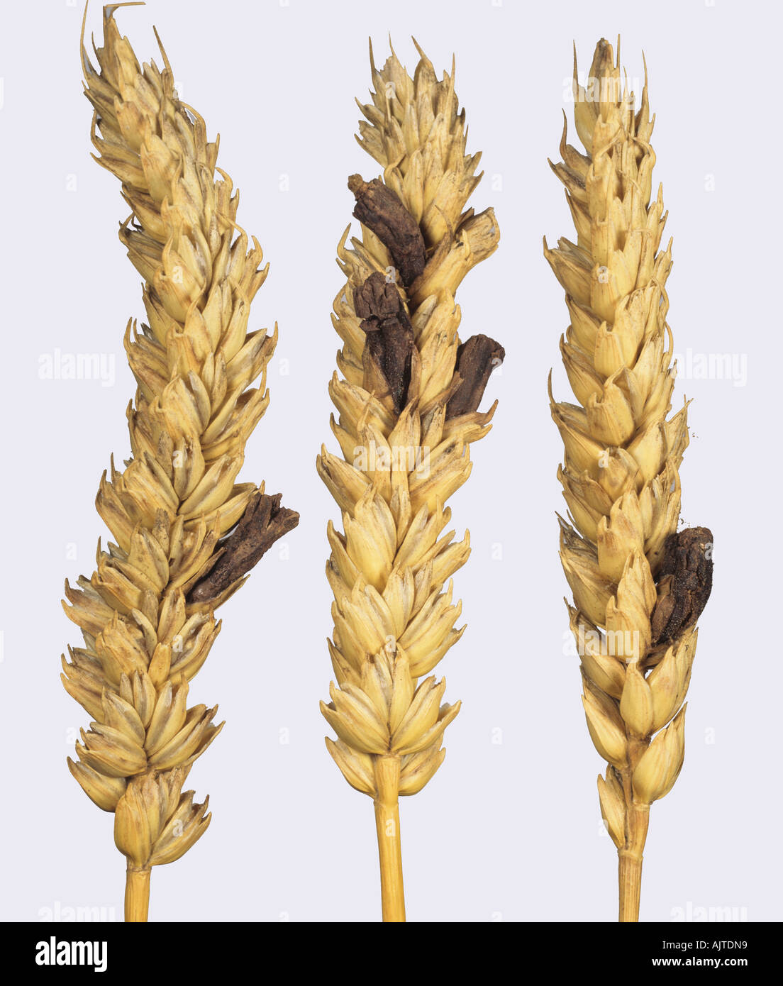 Ergot Claviceps purpurea replacing grain in ripe wheat ear Stock Photo