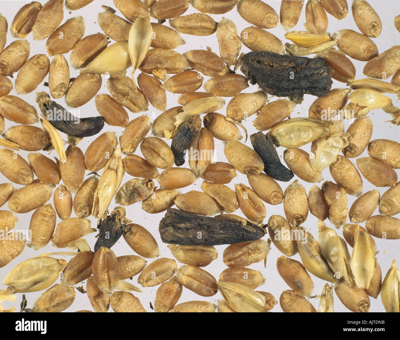 Ergots Claviceps purpurea contaminating harvested wheat grain sample Stock Photo