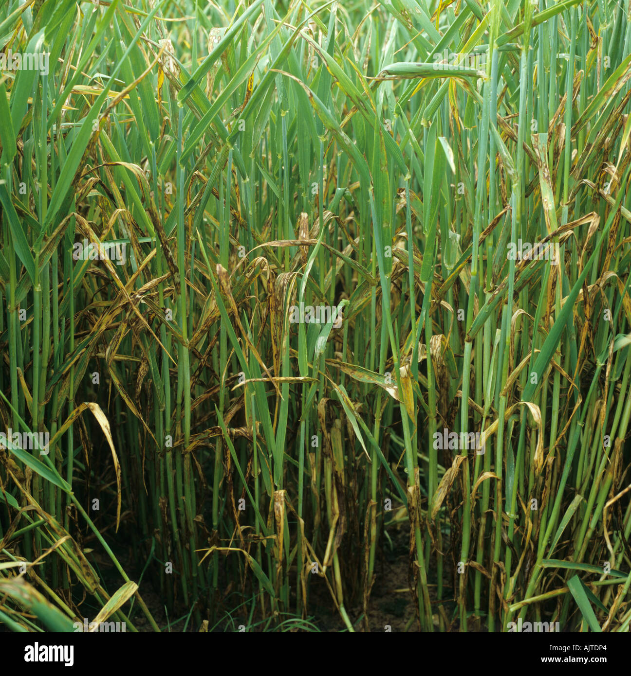 Barley leaf blotch or leaf scald Rhynchosporium secalis infection on barley crop Stock Photo