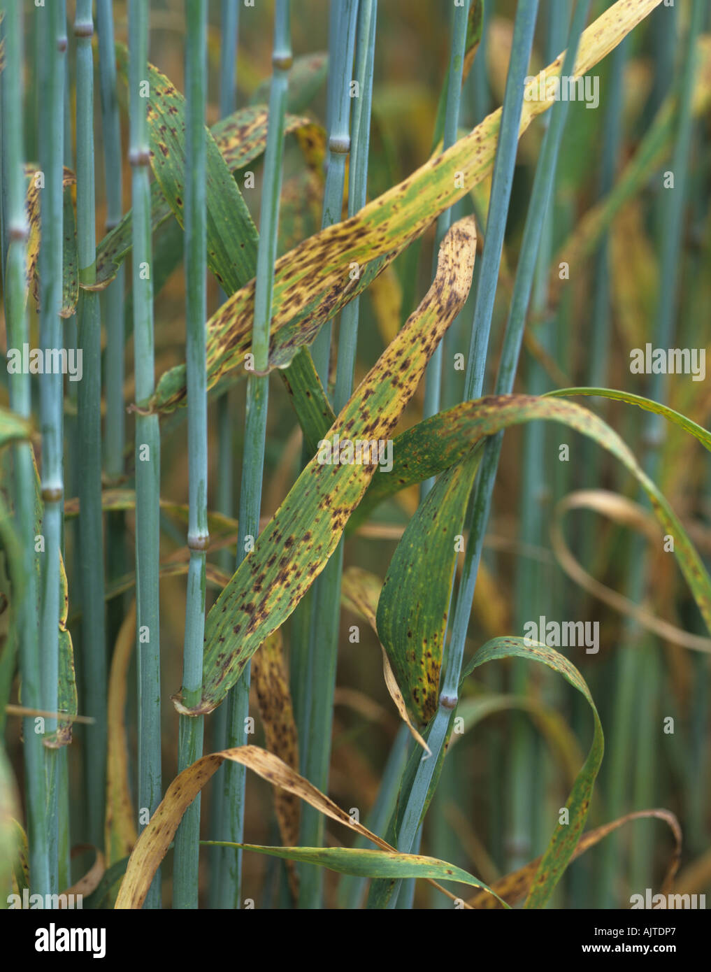 Barley spot Ramularia collo cygni leaf spotting on barley plants Stock Photo