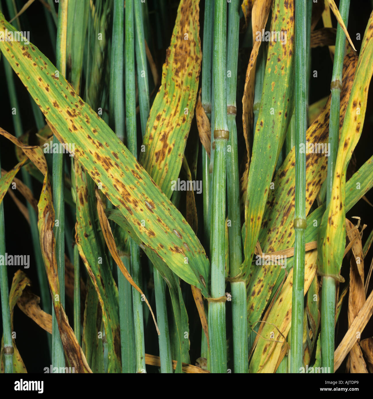 Barley spot Ramularia collo cygni leaf spotting on barley Stock Photo