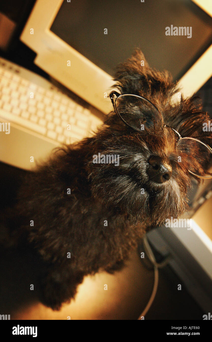 Dog with glasses at computer Stock Photo Alamy