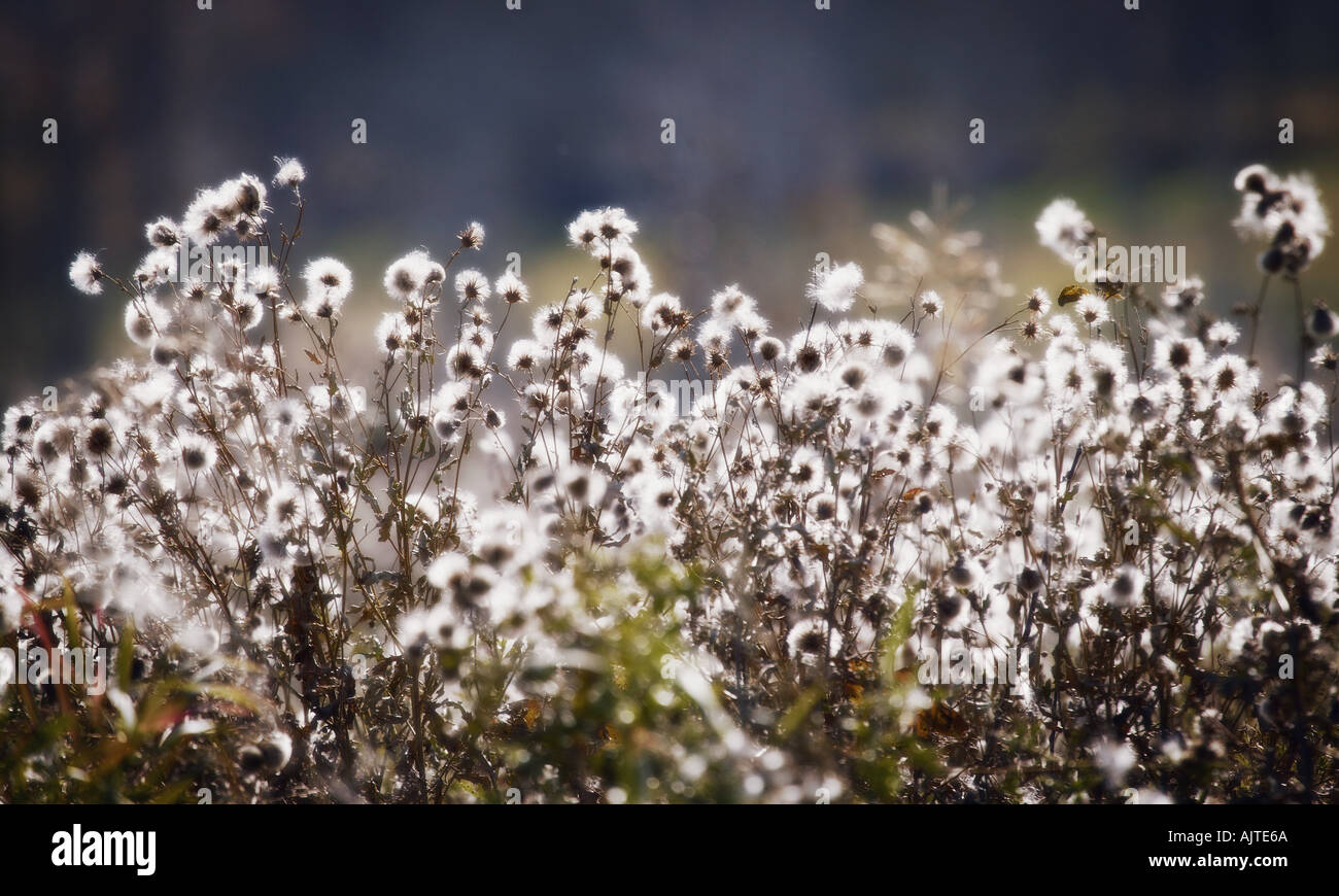 Environmental weeds hi-res stock photography and images - Alamy
