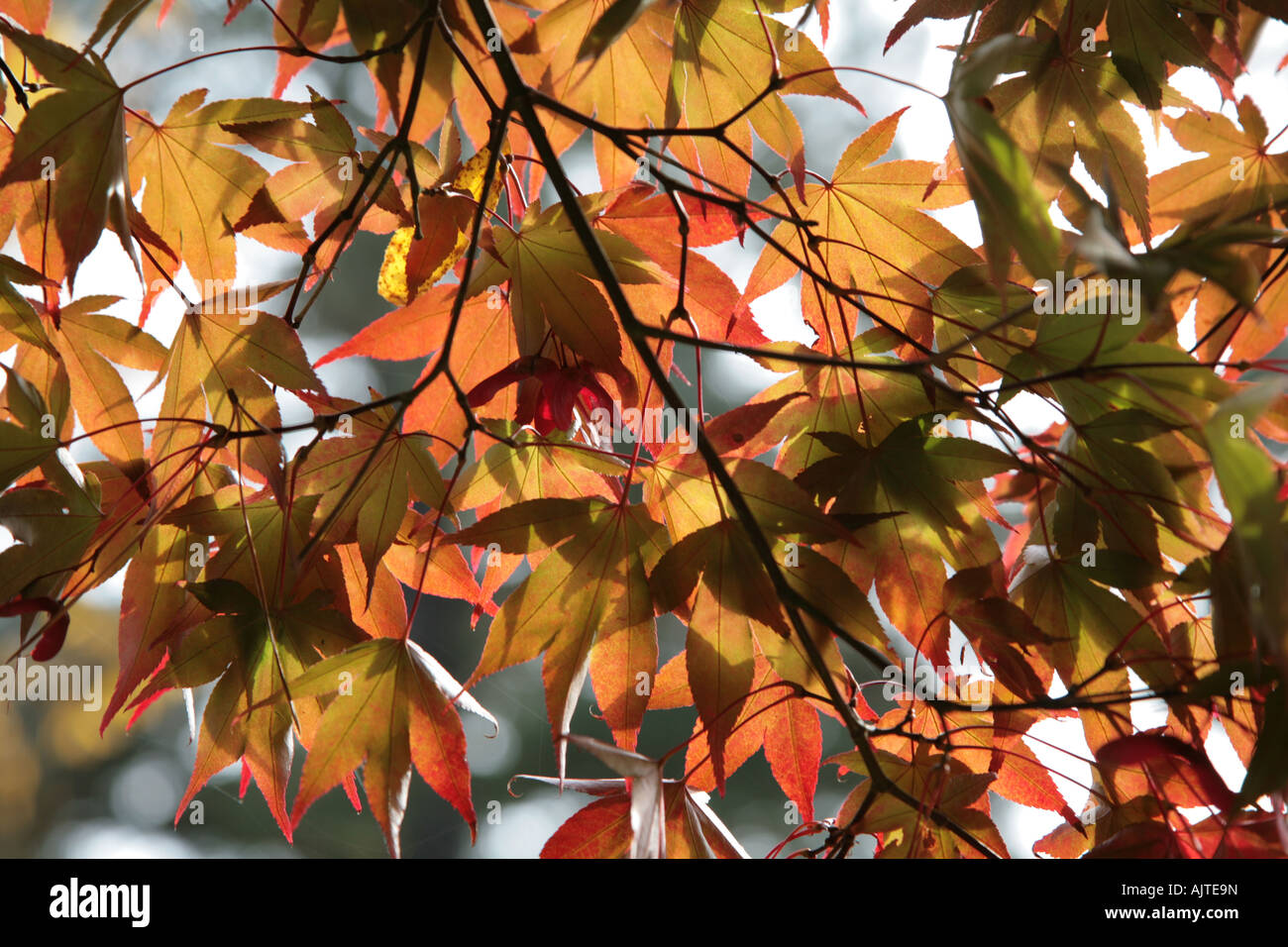 Canopy of autumn leaves hi-res stock photography and images - Alamy