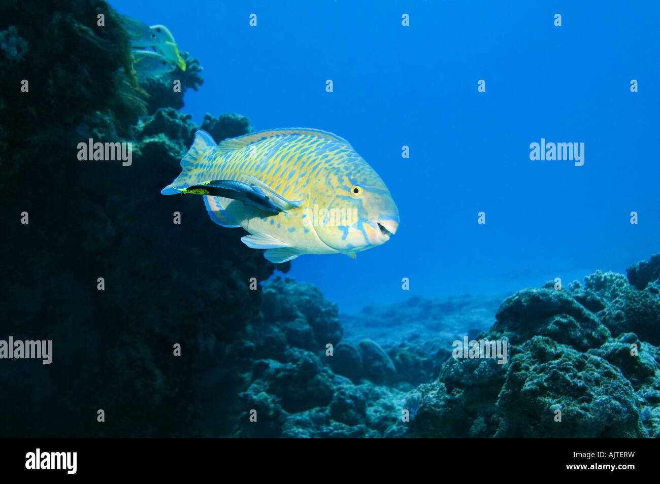 cleaner wrasse cleaning parrotfish Stock Photo