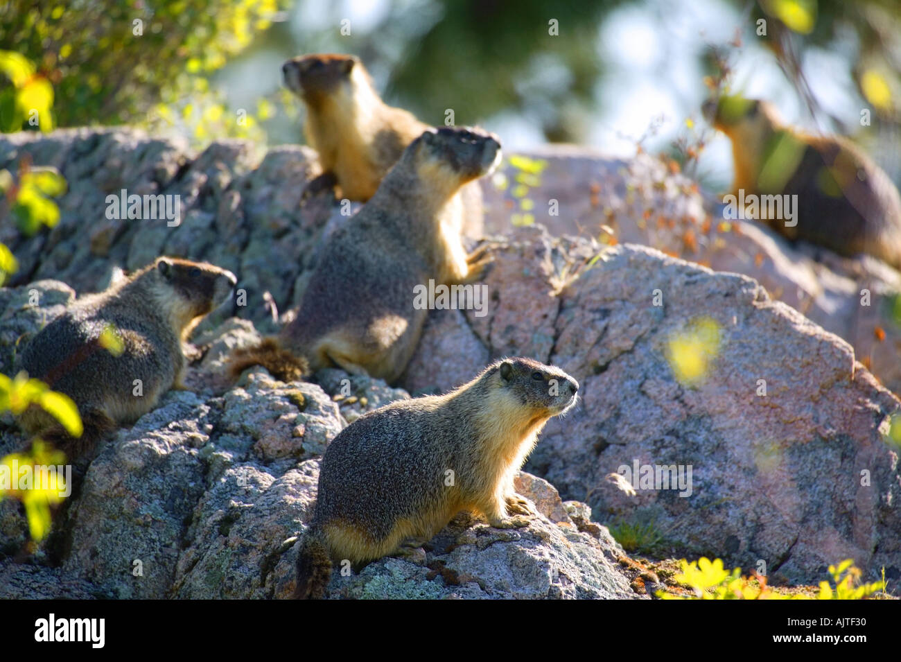 Group of gophers Stock Photo Alamy