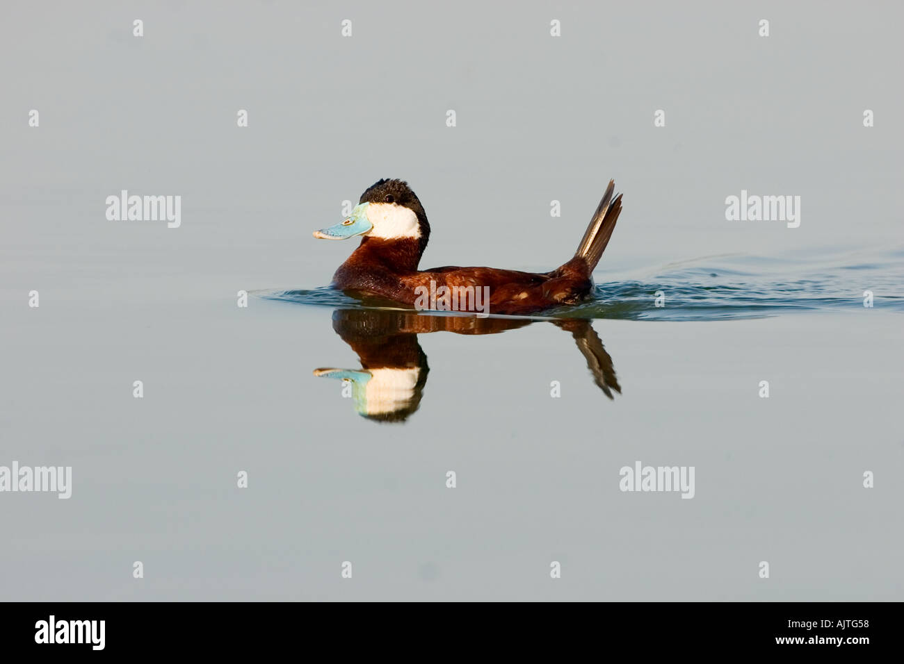 Ruddy Duck with reflection Oxyura jamaicensis male Stock Photo