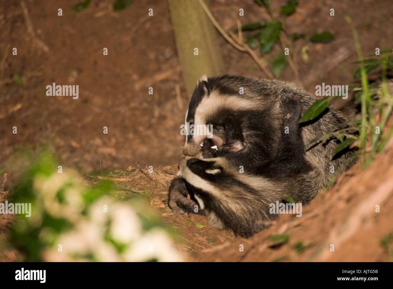 Badgers playing showing their teeth Stock Photo
