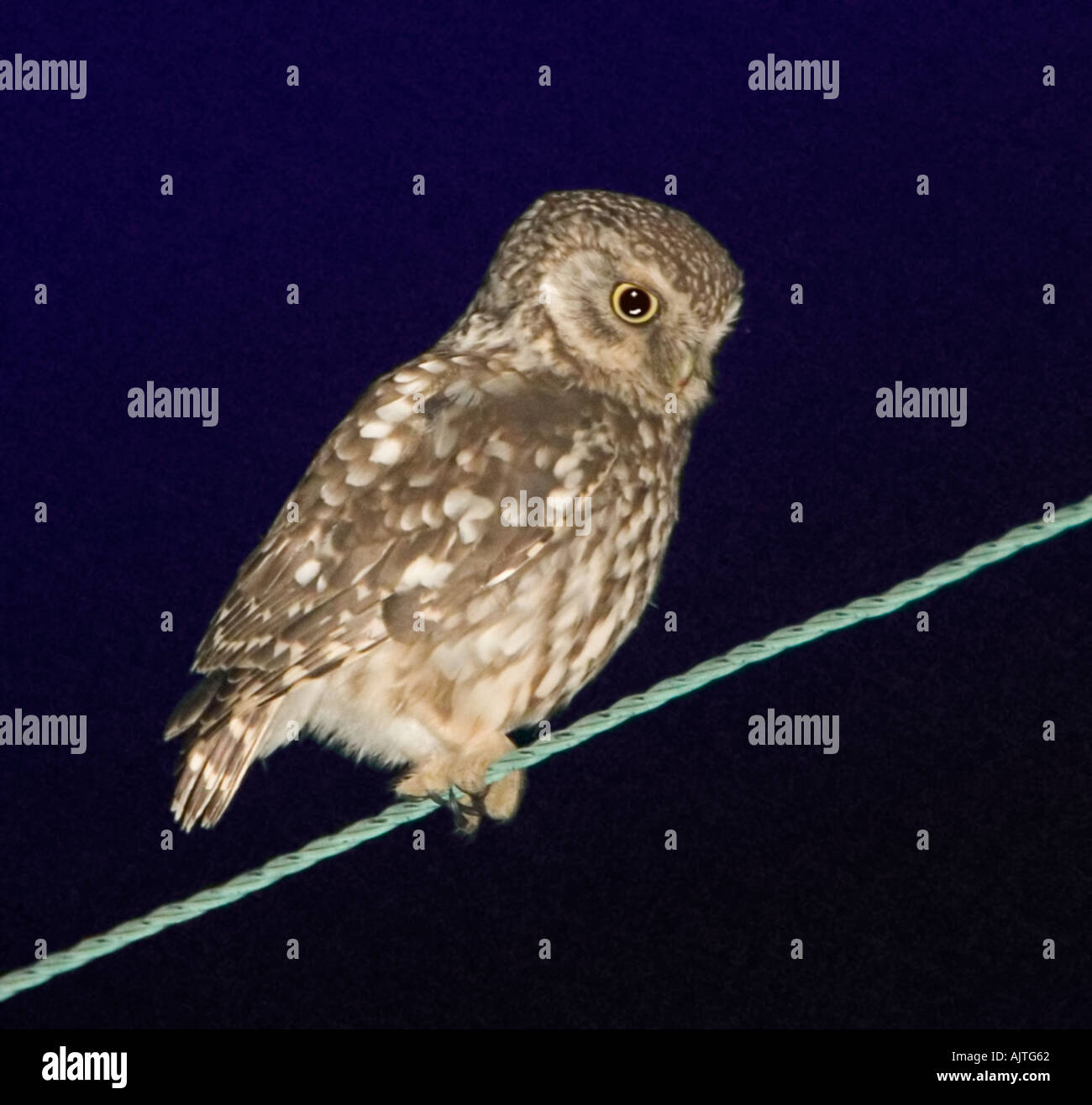 Little Owl Athene noctua perched on wire at dusk Stock Photo