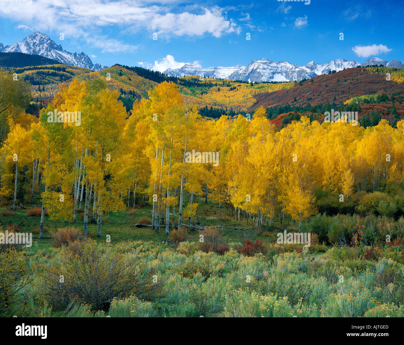Uncompahgre National Forest CO Snow capped San Juan range above the autumn colors in Dallas Creek valley Stock Photo
