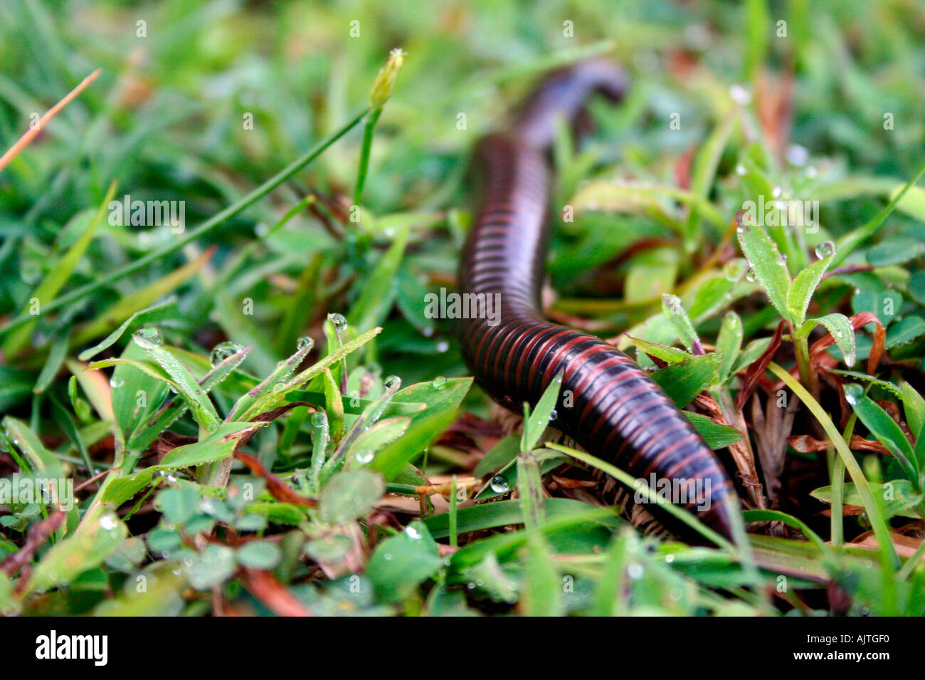 Julid millipede Stock Photo