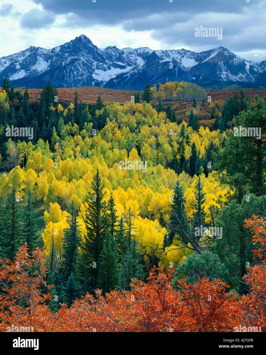 Uncompahgre National Forest, CO: Snow capped San Juan range above the autumn colors in Dallas Creek Valley Stock Photo