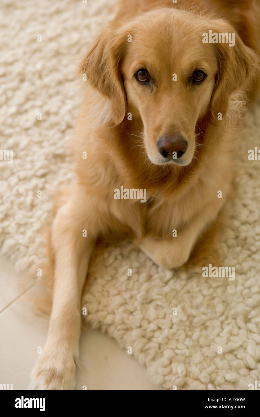 Close-up of a Golden Retriever Stock Photo - Alamy