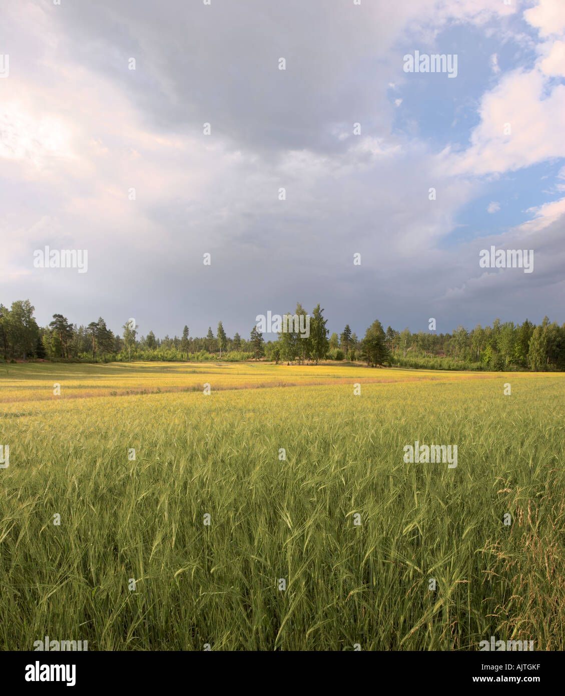 Barley (Hordeum vulgare) field in Vårnäs, Kirkkonummi, Finland, EU, Europe Stock Photo