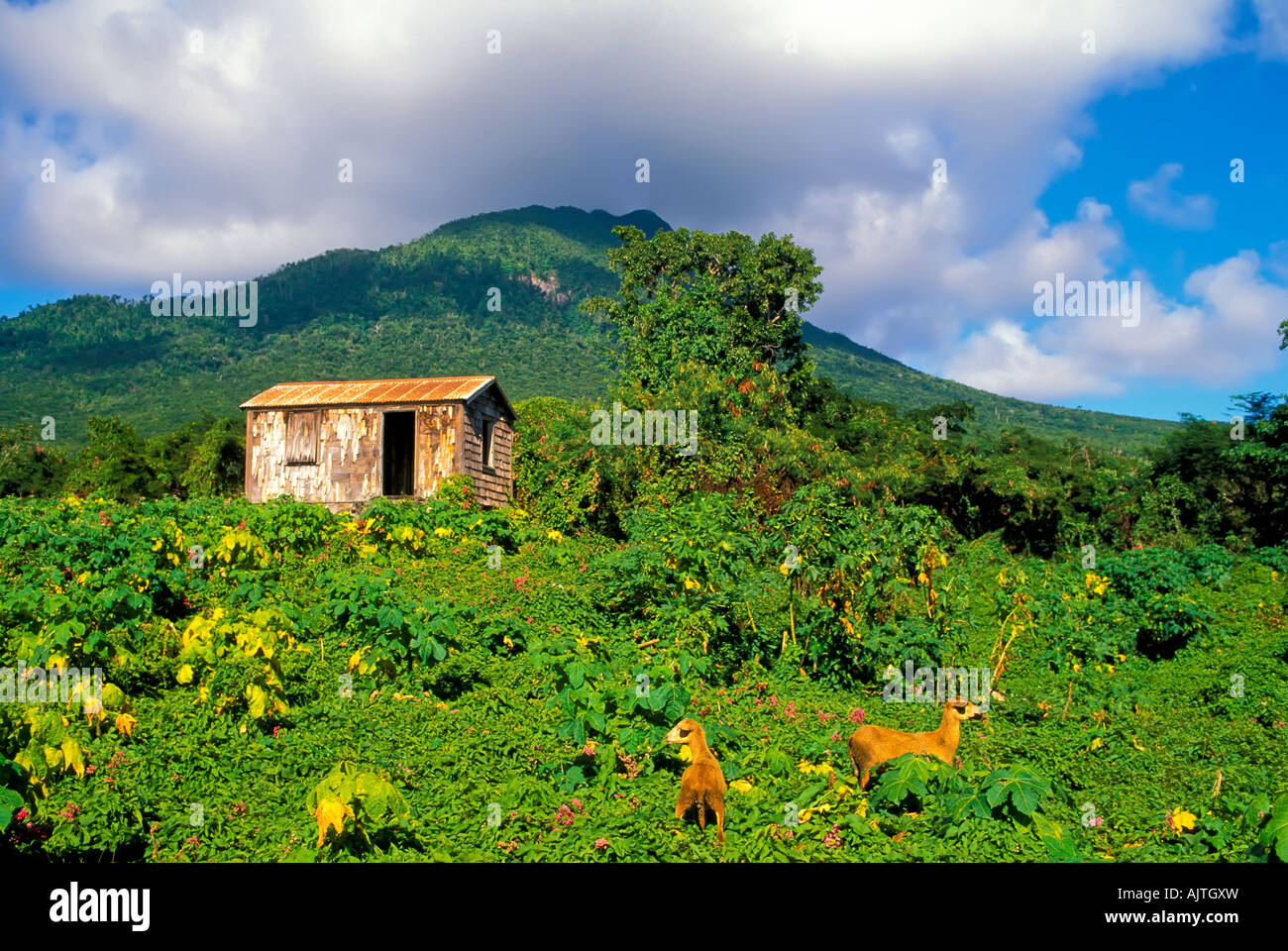 Island of Nevis St Kitts and Nevis Caribbean old nevisian building