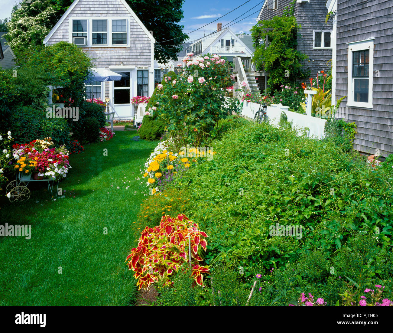 Cape Cod National Seashore Ma Flower Garden With Weathered